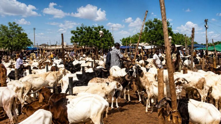 Le blocus du bétail au Burkina Faso : un pari risqué entre protection locale et pressions économiques
