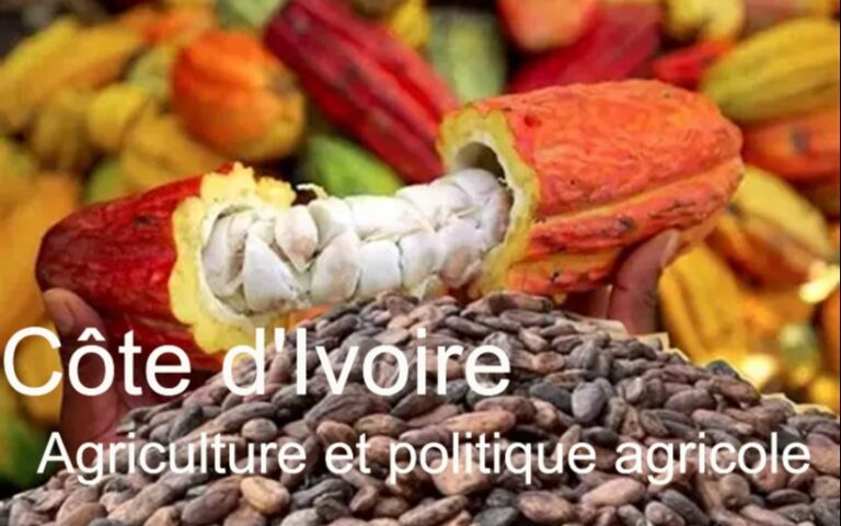 L&rsquo;agriculture en Côte d&rsquo;Ivoire : entre leadership mondial et enjeux de subsistance