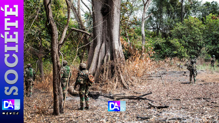 Casamance : la rébellion du mfdc affaiblie mais le cannabis freine la paix