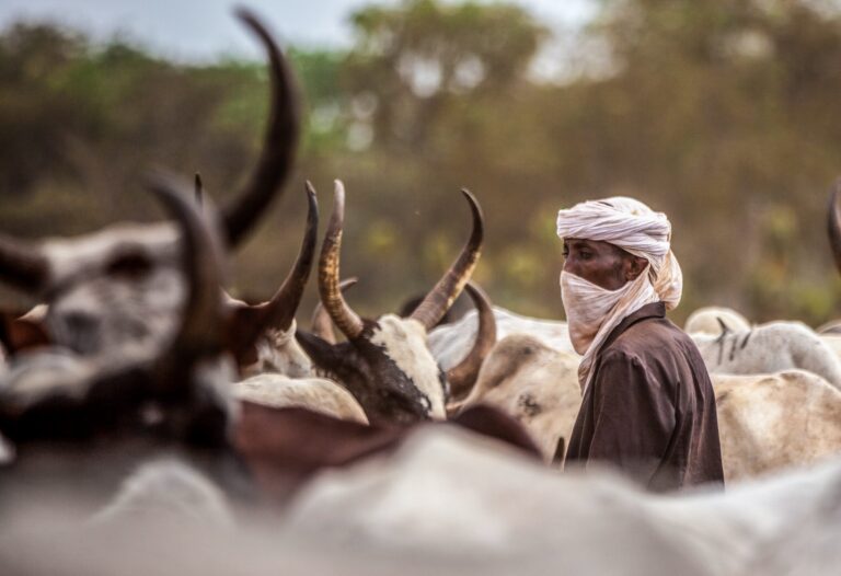Crise climatique au Tchad : l&rsquo;urgence de mettre fin aux conflits entre agriculteurs et éleveurs