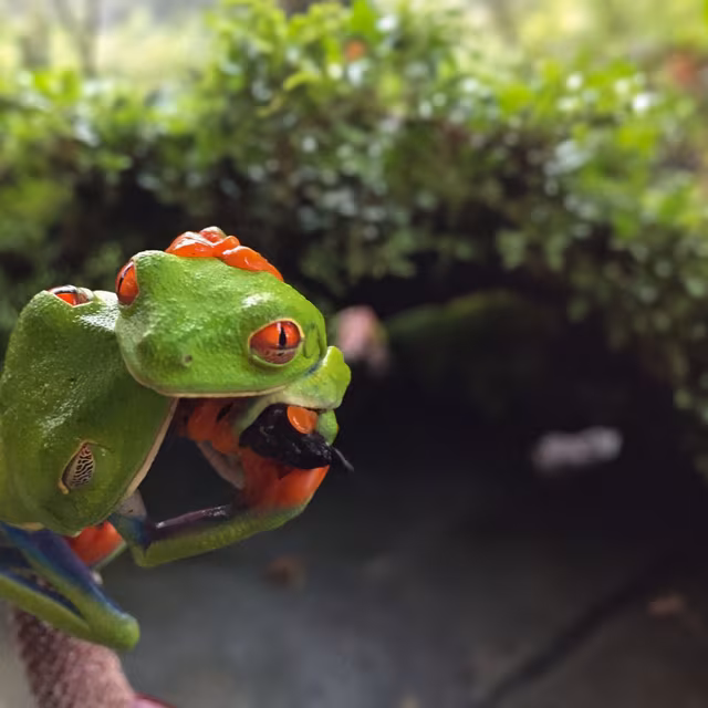 Accouplement acrobatique chez les grenouilles arboricoles aux yeux rouges (Agalychnis callidryas), emblème de la forêt tropicale du Costa Rica. Ce couple, aux couleurs vives et aux postures agiles, perpétue l’espèce dans un équilibre fragile entre beauté et survie.© GJ, tous droits réservés