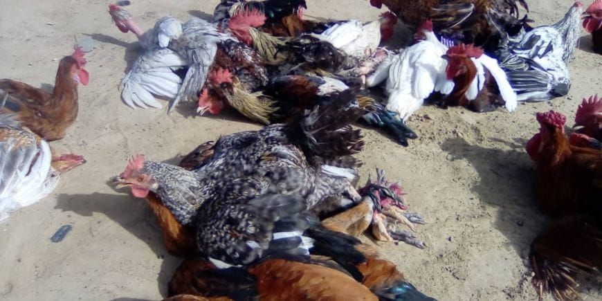 Marché d'Ati au Tchad : étals de volailles