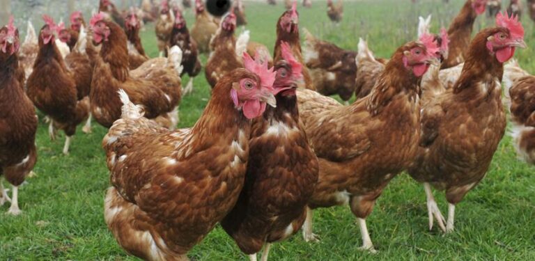 Poulet gabonais : le Gabon peut-il faire sauter le verrou des importations sans étouffer son économie ?