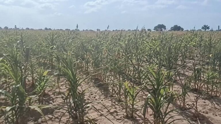 Le Burkina Faso peut-il vraiment nourrir sa population sans ses producteurs ?